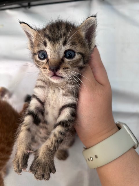 Bingo, Chili, Bluey, Bandit - Domestic Short Hair Cat