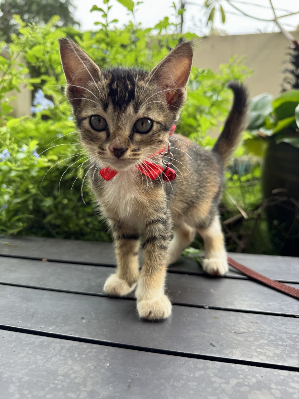 Mario - Domestic Short Hair + Calico Cat