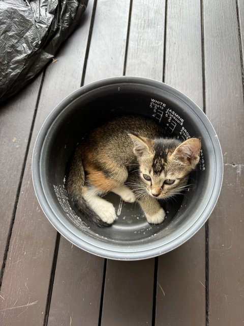 Mario - Domestic Short Hair + Calico Cat