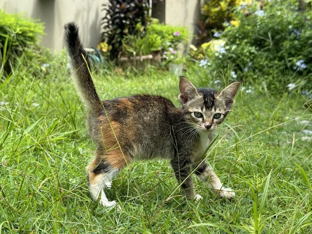 Mario - Domestic Short Hair + Calico Cat