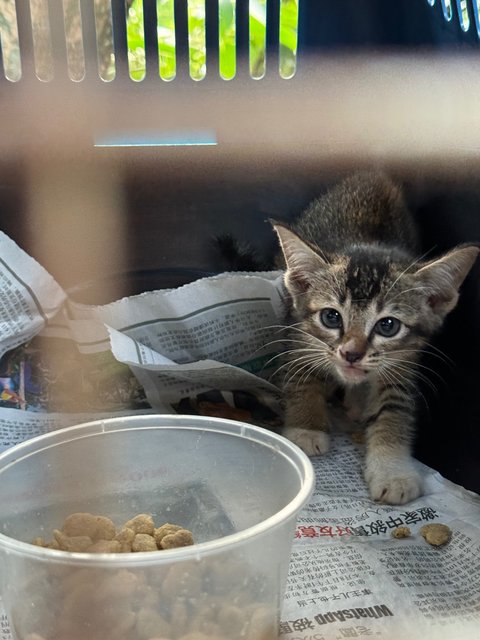 Mario - Domestic Short Hair + Calico Cat