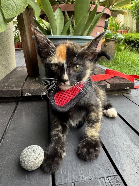 Chimera - Domestic Short Hair + Tortoiseshell Cat