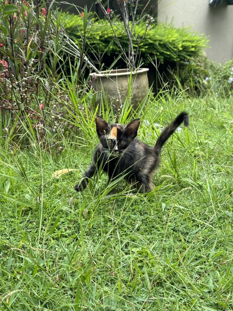 Chimera - Domestic Short Hair + Tortoiseshell Cat