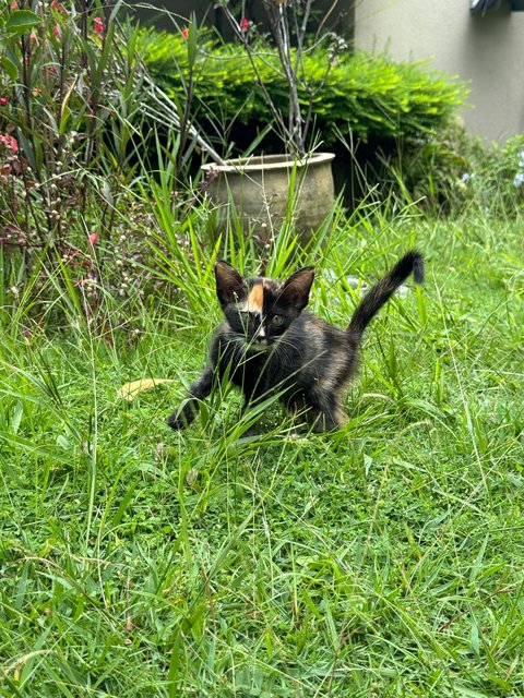 Chimera - Domestic Short Hair + Tortoiseshell Cat