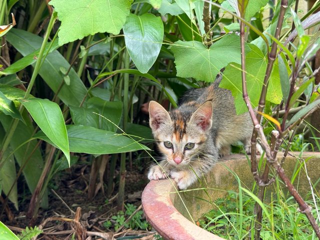 Maple - Domestic Short Hair + Calico Cat