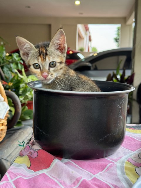 Maple - Domestic Short Hair + Calico Cat