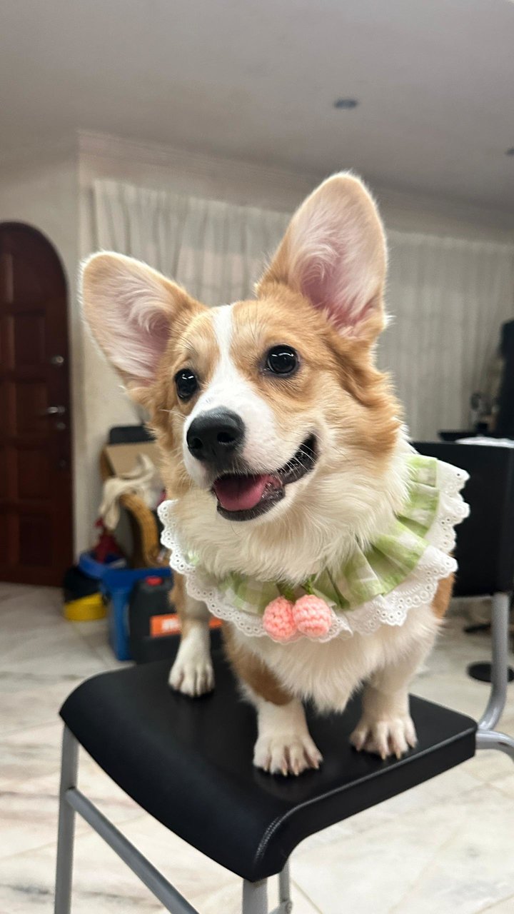 Lona - Corgi Dog