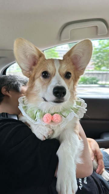 Lona - Corgi Dog