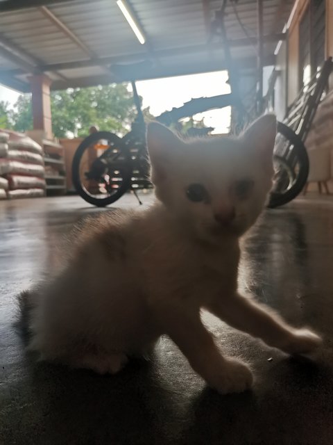 Kelabu (Mother), Kitty  - Calico Cat