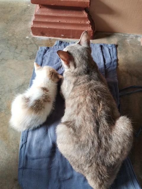 Kelabu (Mother), Kitty  - Calico Cat