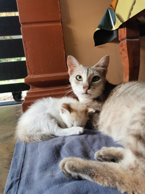 Kelabu (Mother), Kitty  - Calico Cat