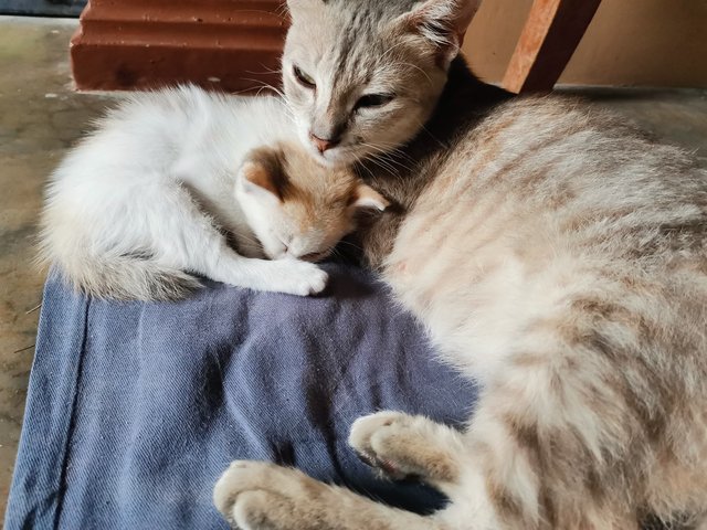 Kelabu (Mother), Kitty  - Calico Cat