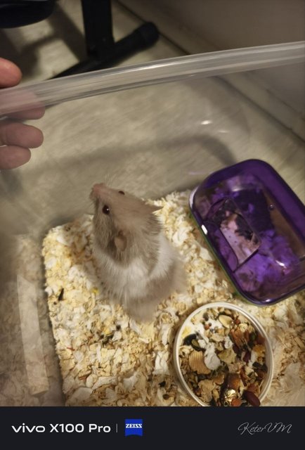 PF134460 - Syrian / Golden Hamster Hamster