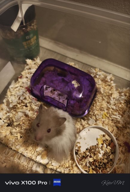 PF134460 - Syrian / Golden Hamster Hamster