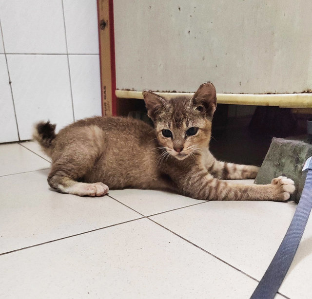 Mama Cat &amp; Son - Domestic Short Hair Cat