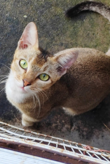 Mama Cat &amp; Son - Domestic Short Hair Cat