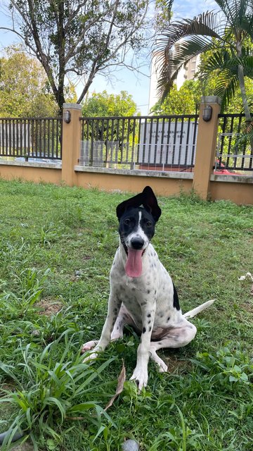 Nepal - Supersonic Pup! - Mixed Breed Dog