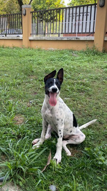 Nepal - Supersonic Pup! - Mixed Breed Dog