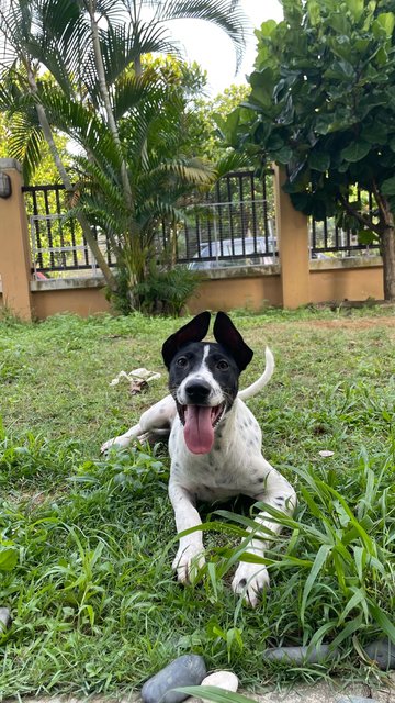 Nepal - Supersonic Pup! - Mixed Breed Dog