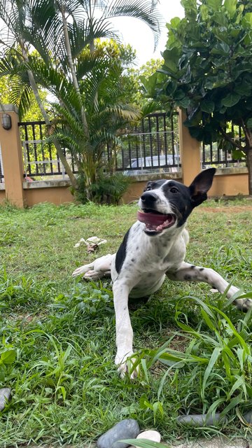 Nepal - Supersonic Pup! - Mixed Breed Dog