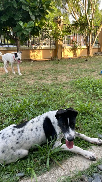 Nepal - Supersonic Pup! - Mixed Breed Dog