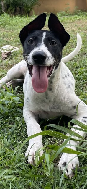 Nepal - Supersonic Pup! - Mixed Breed Dog