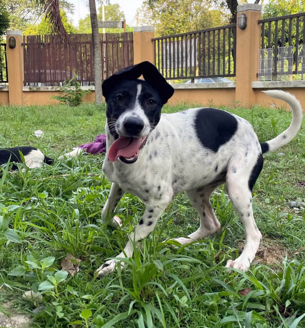 Nepal - Supersonic Pup! - Mixed Breed Dog