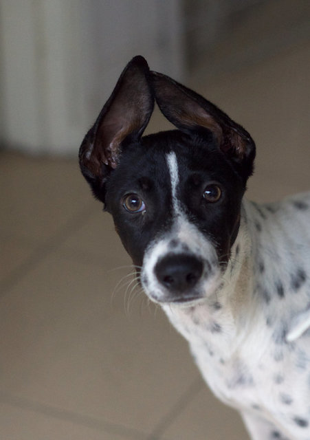 Nepal - Supersonic Pup! - Mixed Breed Dog