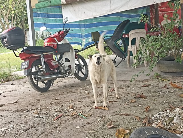 Bushi - Golden Retriever Dog