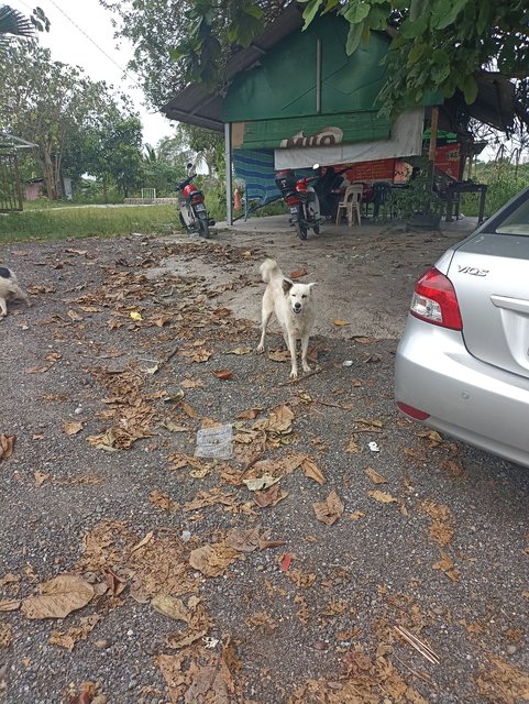 Bushi - Golden Retriever Dog