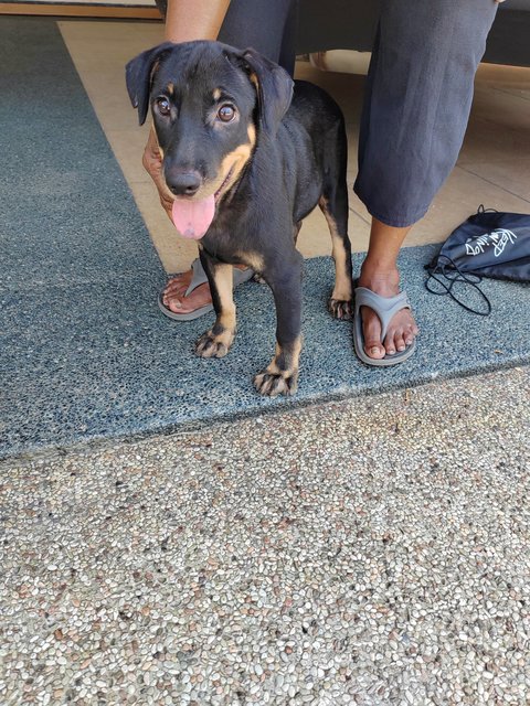 Sunny.  - Doberman Pinscher Mix Dog