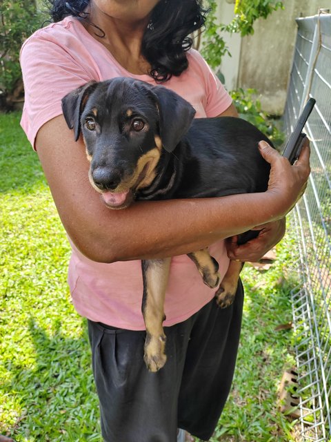 Sunny.  - Doberman Pinscher Mix Dog