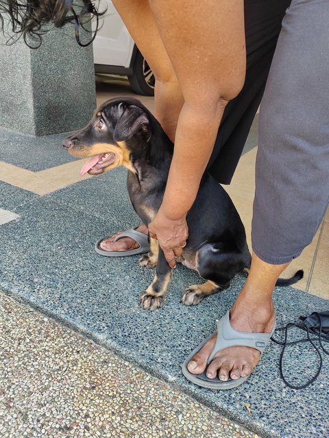 Sunny.  - Doberman Pinscher Mix Dog