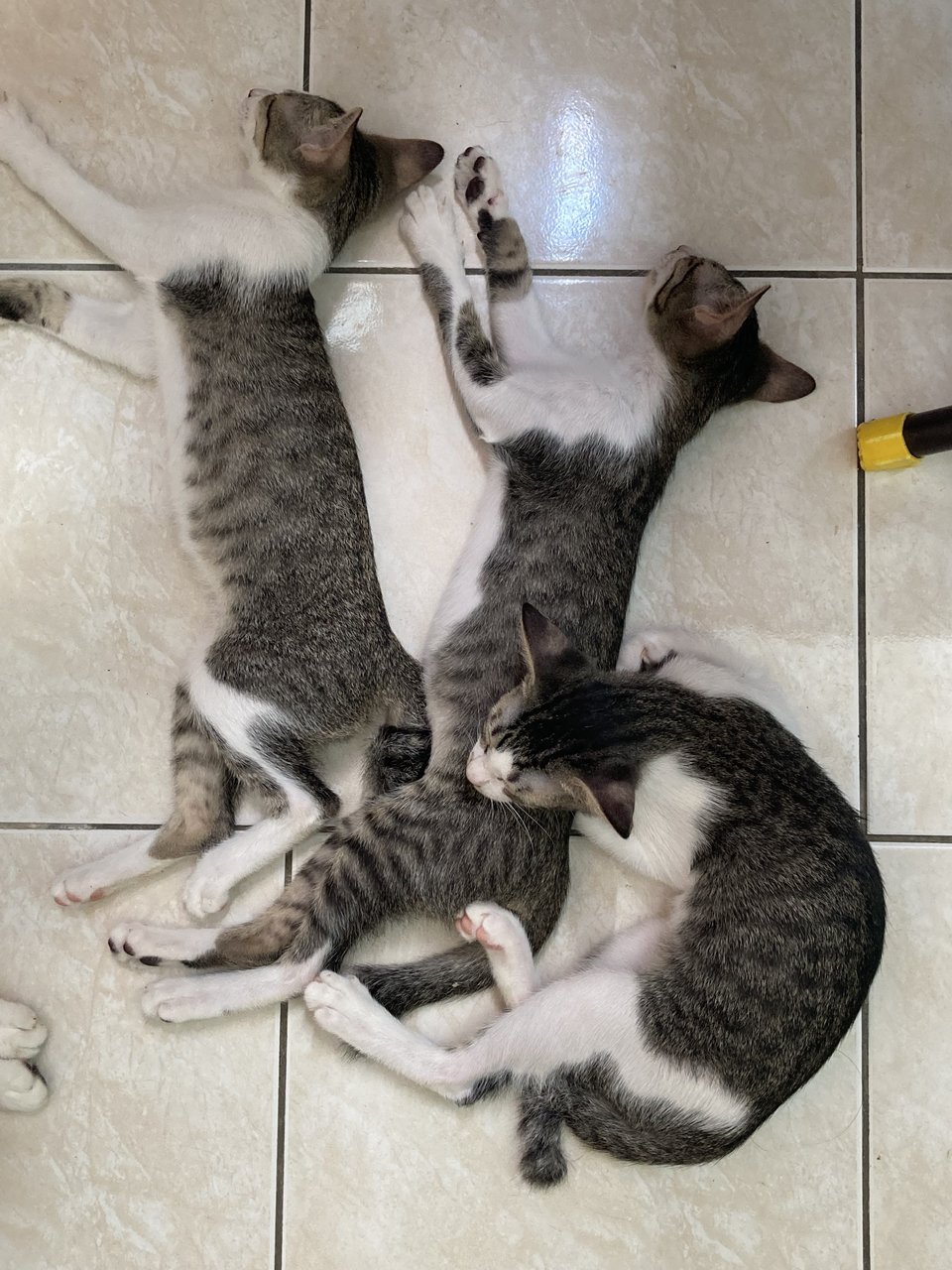 Moel, Miki, Kimi, Tachi - Domestic Short Hair Cat