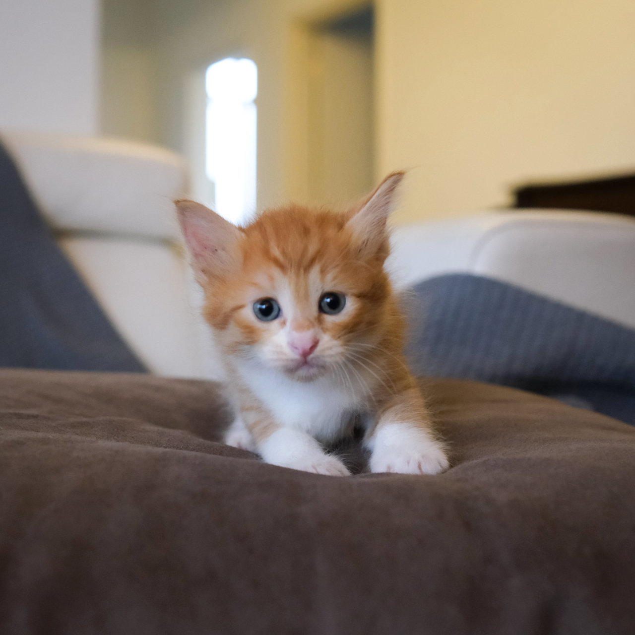 Pumpkin - Domestic Medium Hair Cat