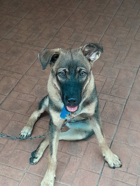 Cleo - German Shepherd Dog Mix Dog