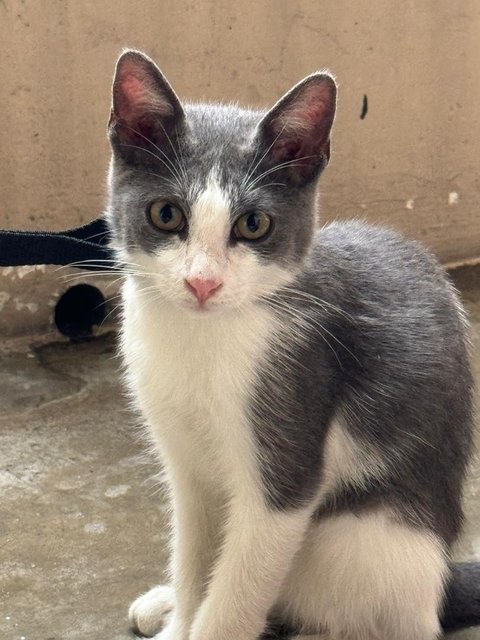 Baby 2 - Domestic Short Hair Cat