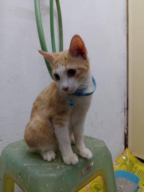 Baby Neng - Domestic Short Hair Cat