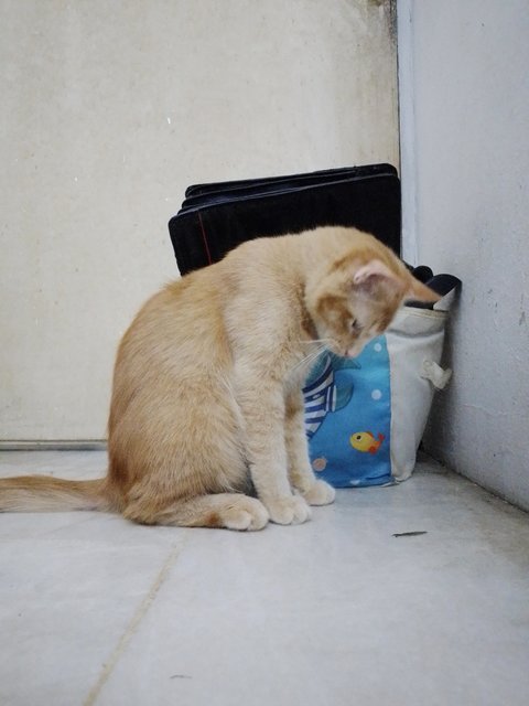 Toyen - Domestic Long Hair Cat