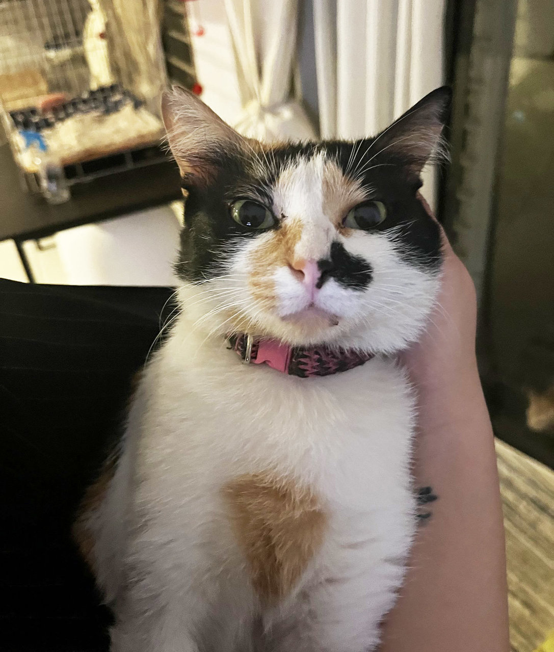 Franny The Calico - Domestic Short Hair Cat