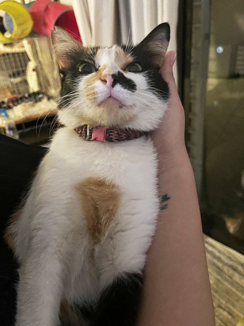 Franny The Calico - Domestic Short Hair Cat