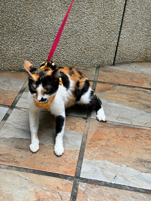 Franny The Calico - Domestic Short Hair Cat