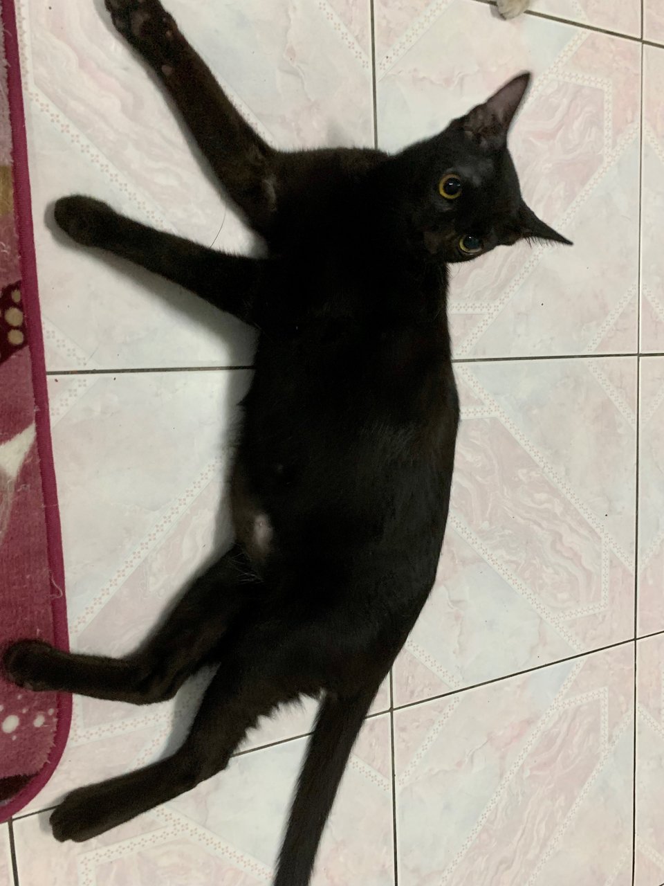 Midnight - Domestic Short Hair + Bombay Cat