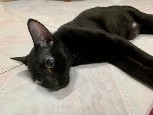 Midnight - Domestic Short Hair + Bombay Cat