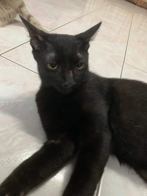 Midnight - Domestic Short Hair + Bombay Cat