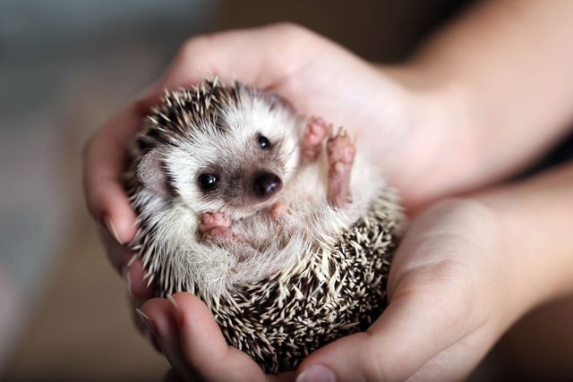 Hedgy And Pippin - Hedgehog + Guinea Pig Small & Furry