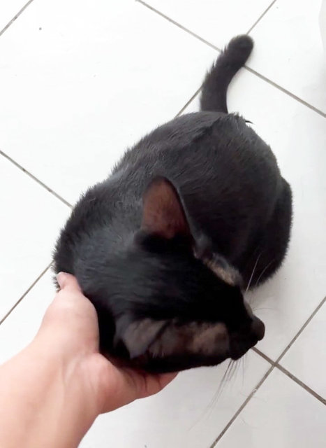 Lucky  - Domestic Short Hair Cat