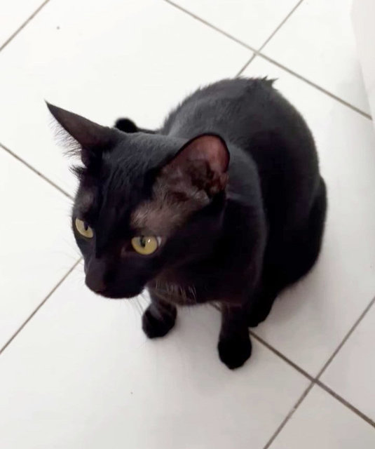 Lucky  - Domestic Short Hair Cat