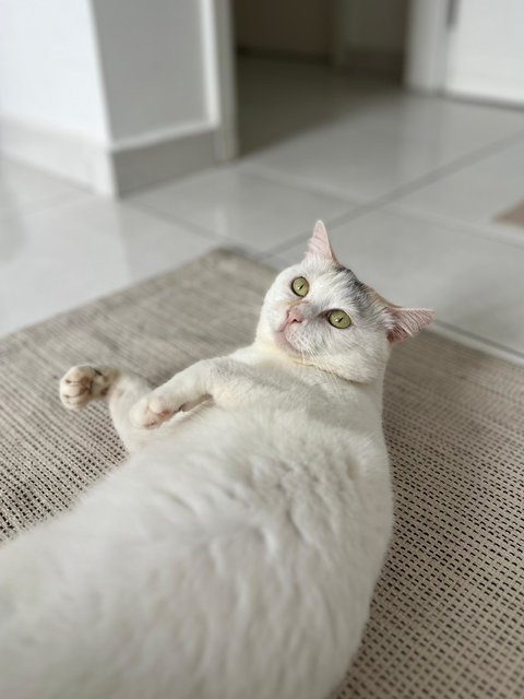 Sake 🌺 - Domestic Short Hair Cat