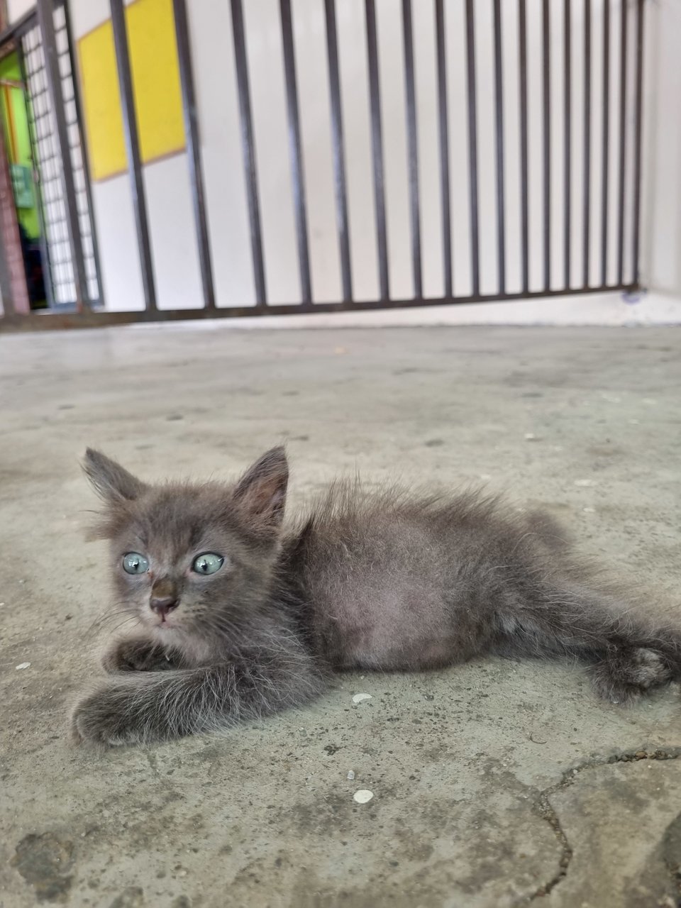 Meimei - Domestic Long Hair Cat